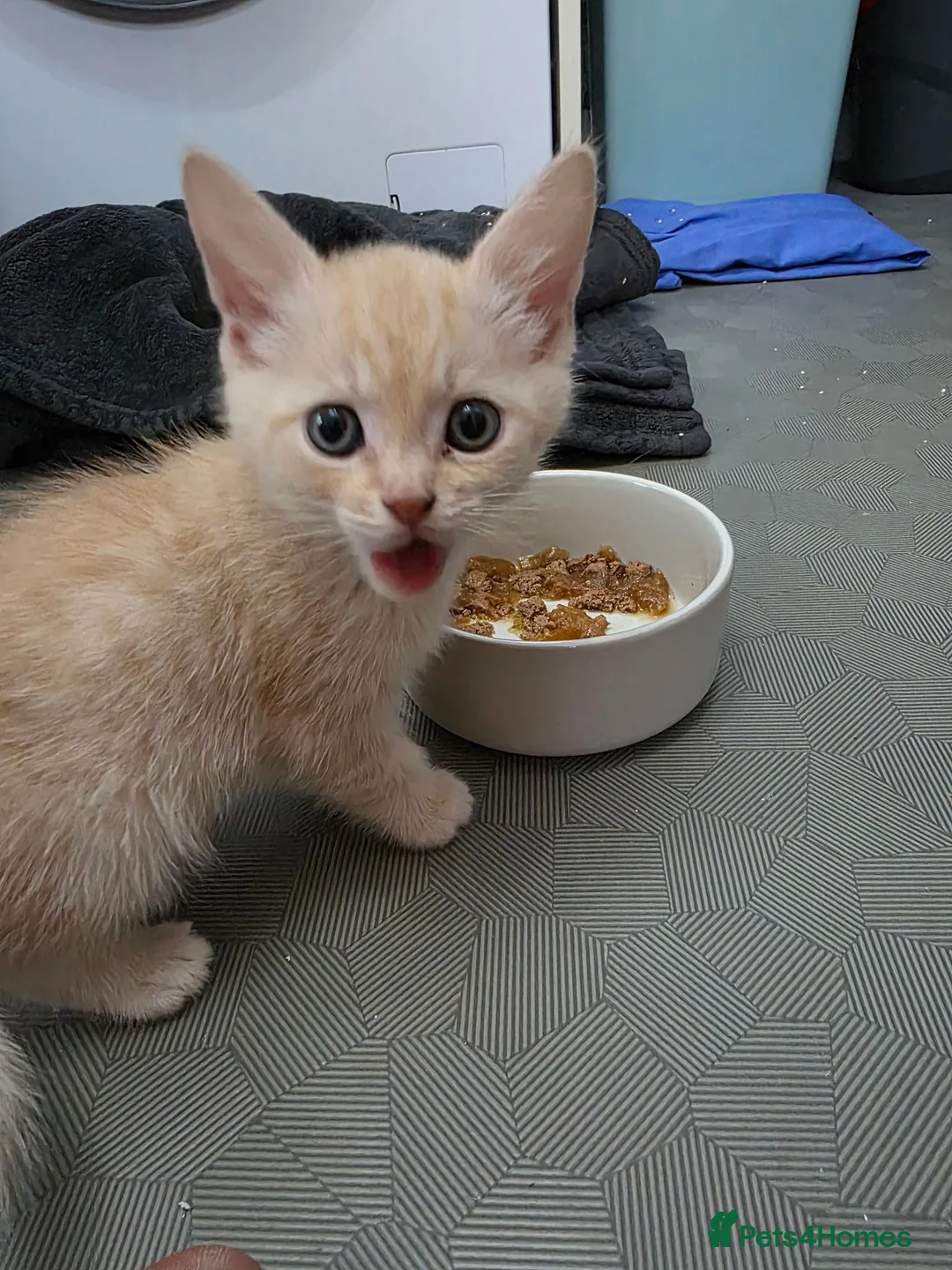 Mixed Breed cats for sale: Gorgeous boy 8 weeks old in Oldbury - Advert 2