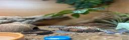 Leopard Gecko reptiles for sale: 🦎 TWO FEMALE LEOPARD GECKOS + STARTER KIT 🦎 in Horley - Advert 3