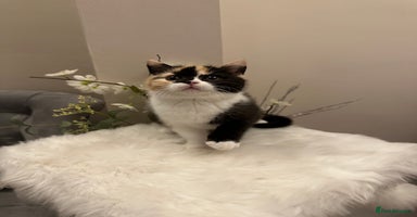 British Shorthair cats - Advert 4