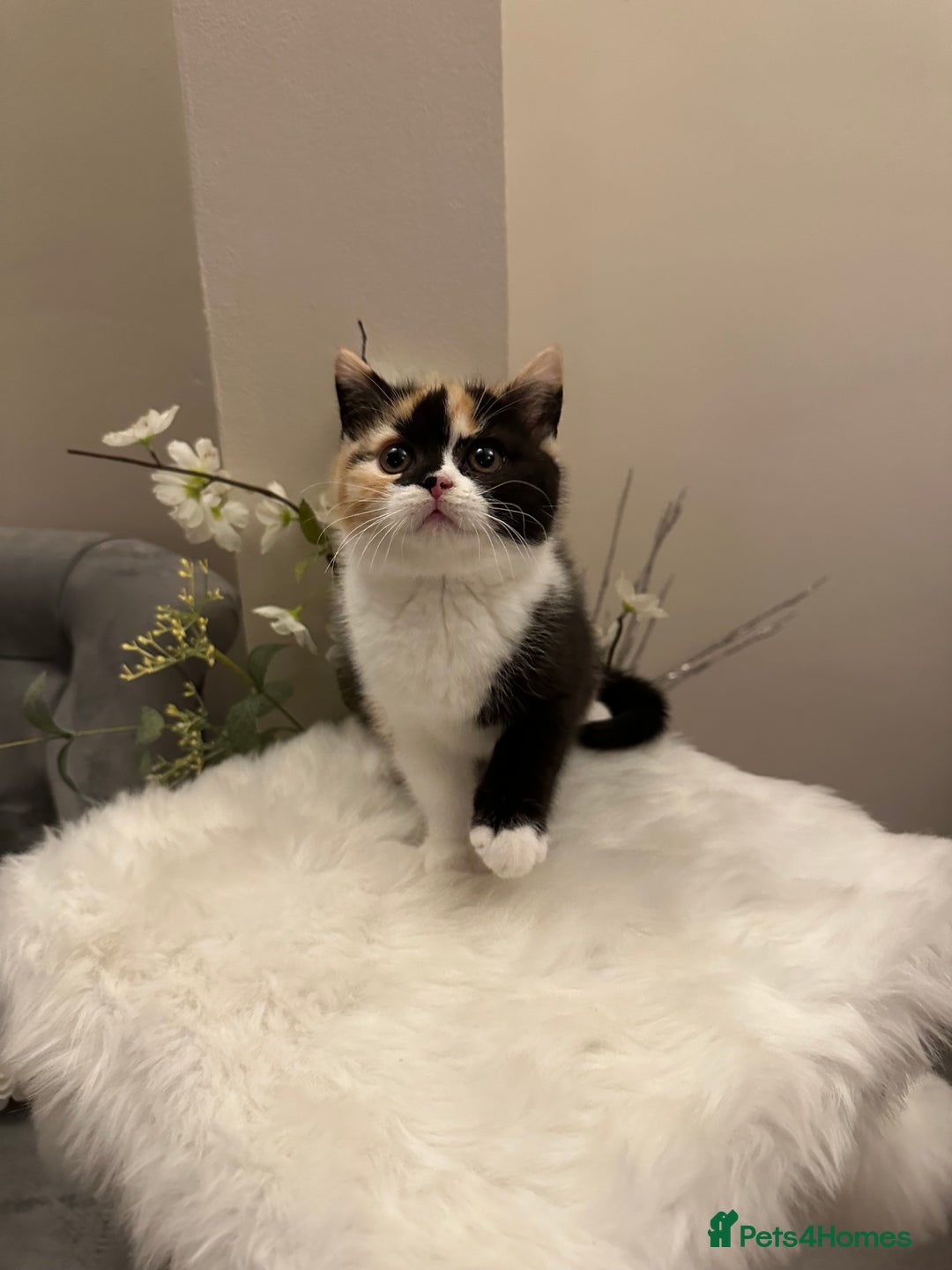 British Shorthair cats for sale: Blue/Lilac/Bicolour & Tortie Full Pedigree Reg BSH - Image 15