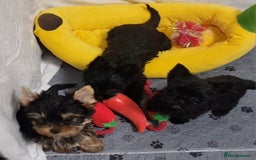 Yorkshire Terrier dogs for sale: Yorkshire Terrier puppies  - Image 9