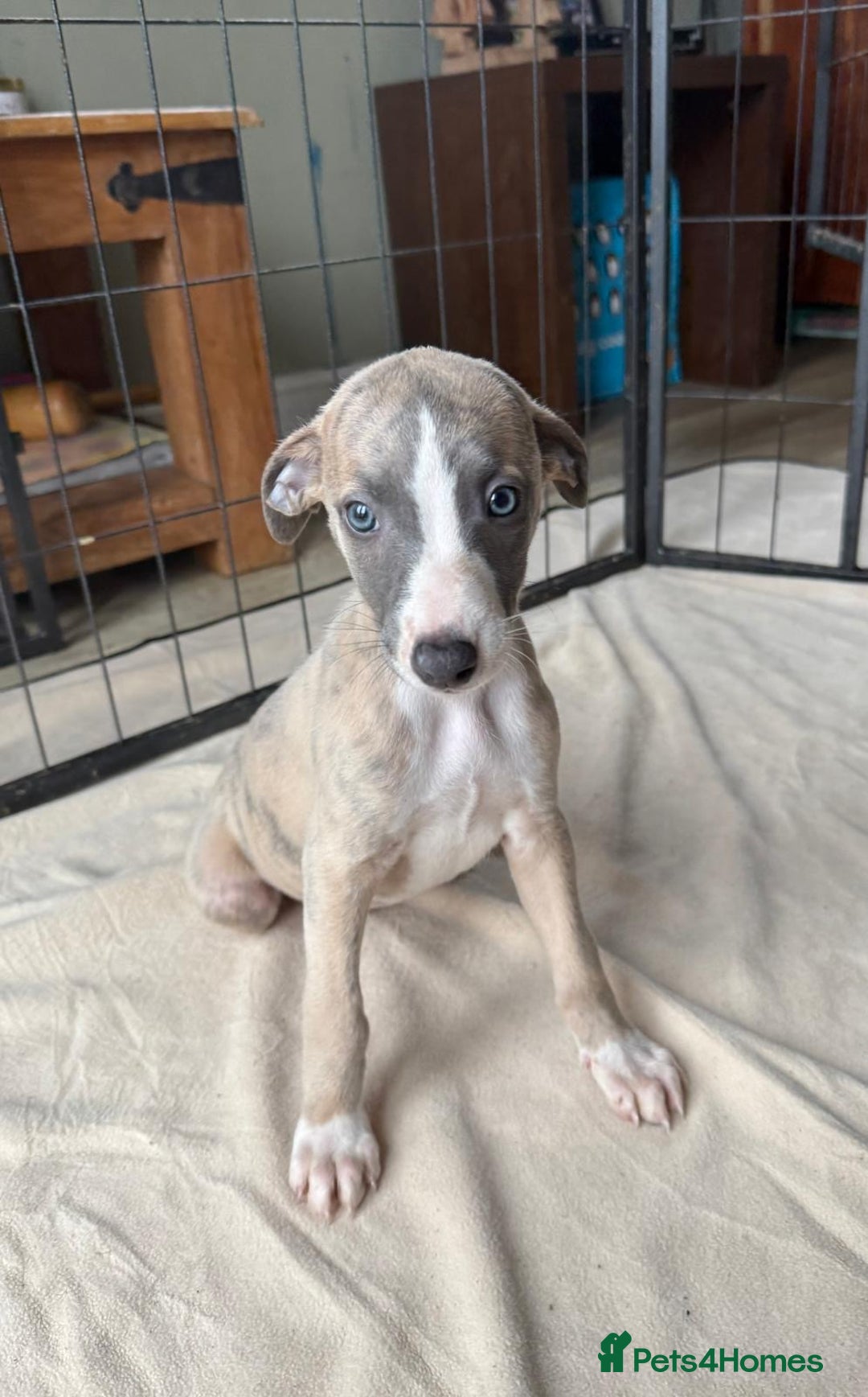 Whippet dogs for sale: Gorgeous whippet puppies for sale - Advert 11