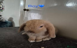 Mini Lop rabbits for sale: Bountiful mini lops - Image 7
