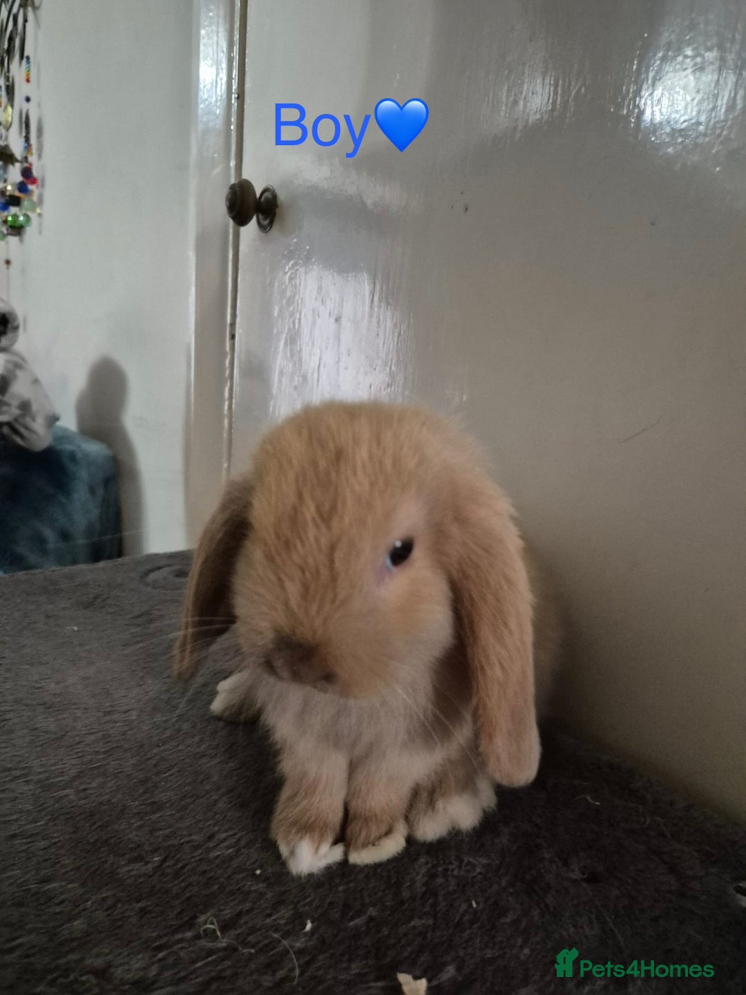 Mini Lop rabbits for sale: Bountiful mini lops - Image 7