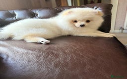 Pomeranian dogs for sale: 🐾✨ Rare White Extra Tiny Size Pomeranian Puppies  - Image 6