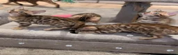 Bengal cats for sale: 🔥✨Pedigree TICA-Registered Bengals - Advert 10