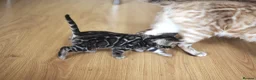 Bengal cats for sale: Unique Bloodline Bengals Tica Reg in Musselburgh - Advert 4