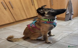 Mixed Breed dogs for adoption: HAZEL  Mixed Breed 8 months - Image 7