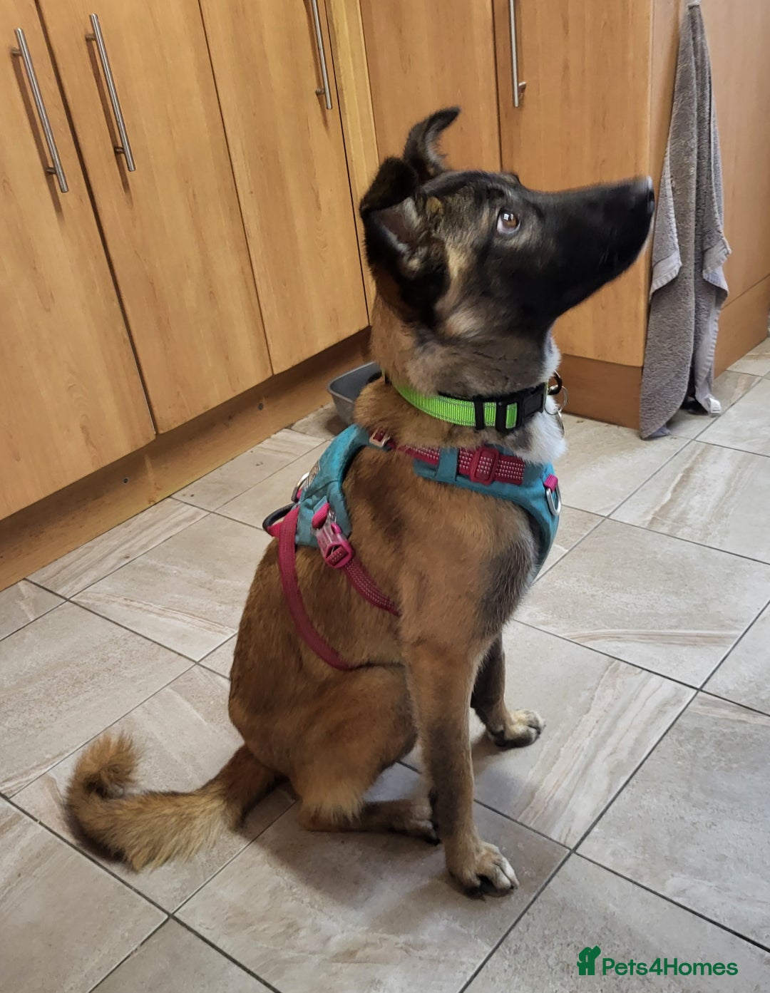 Mixed Breed dogs for adoption: HAZEL  Mixed Breed 8 months - Image 7