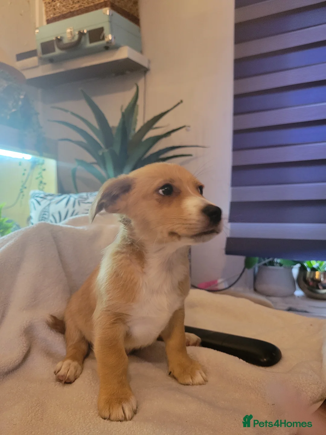 Mixed Breed dogs for sale: Chihuahua cross - Advert 2