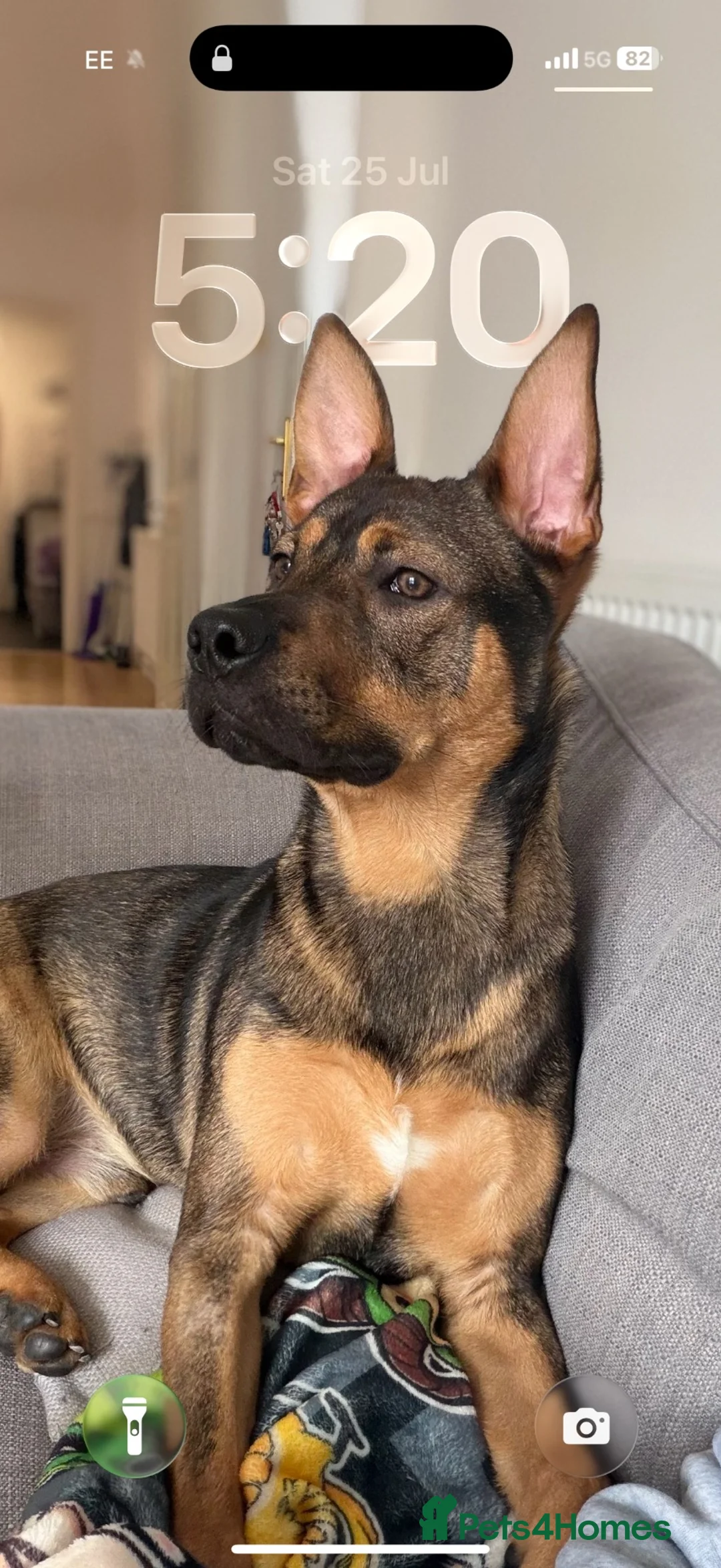 Mixed Breed dogs for sale: Bear  in Gloucester - Advert 3
