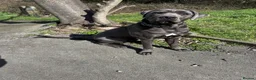 Cane Corso dogs for sale: 10 Month Old Male Cane Corso – Leeds - Advert 5