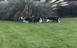 Border Collie dogs for sale: Border collie pups for sale - Image 1