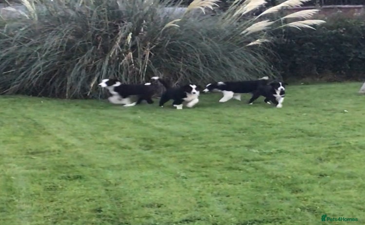 Border Collie dogs - Advert 1