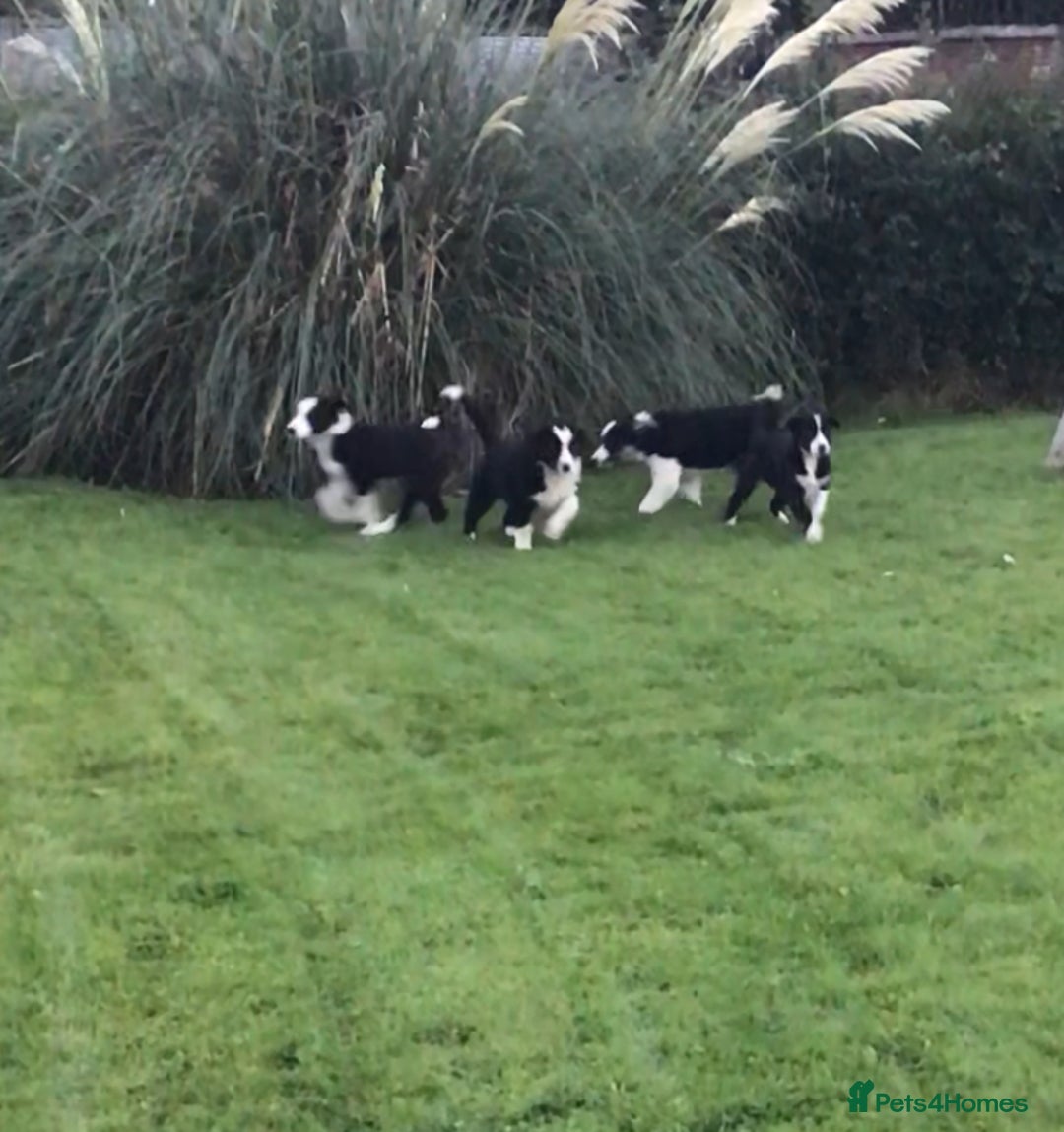 Border Collie dogs for sale: Border collie pups for sale - Image 1