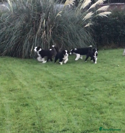 Border Collie dogs - Advert 4
