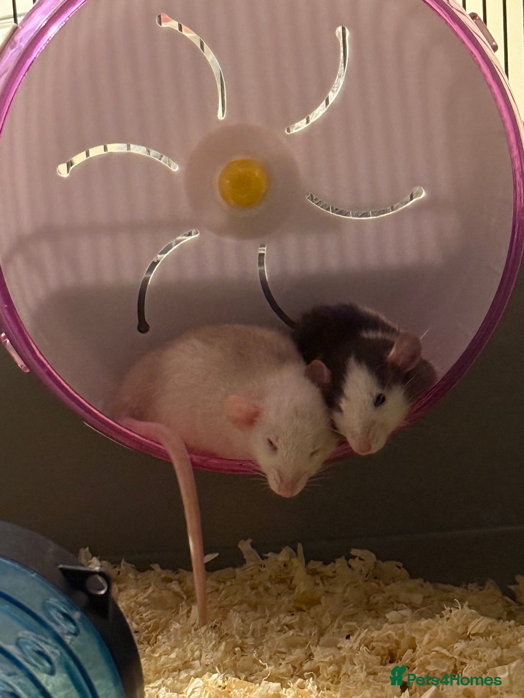 Rat rodents for sale: Adorable baby dumbo rats - Advert 7