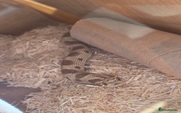 Snake reptiles for sale: Hognose snake  - Advert 12