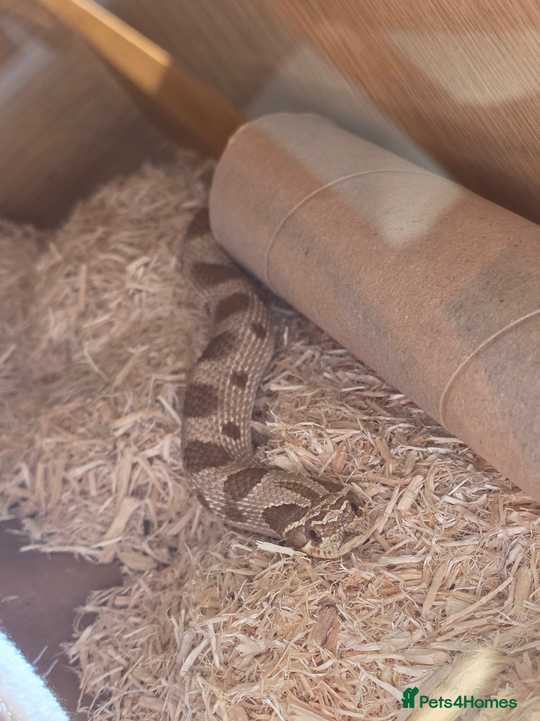 Snake reptiles for sale: Hognose snake  - Advert 12