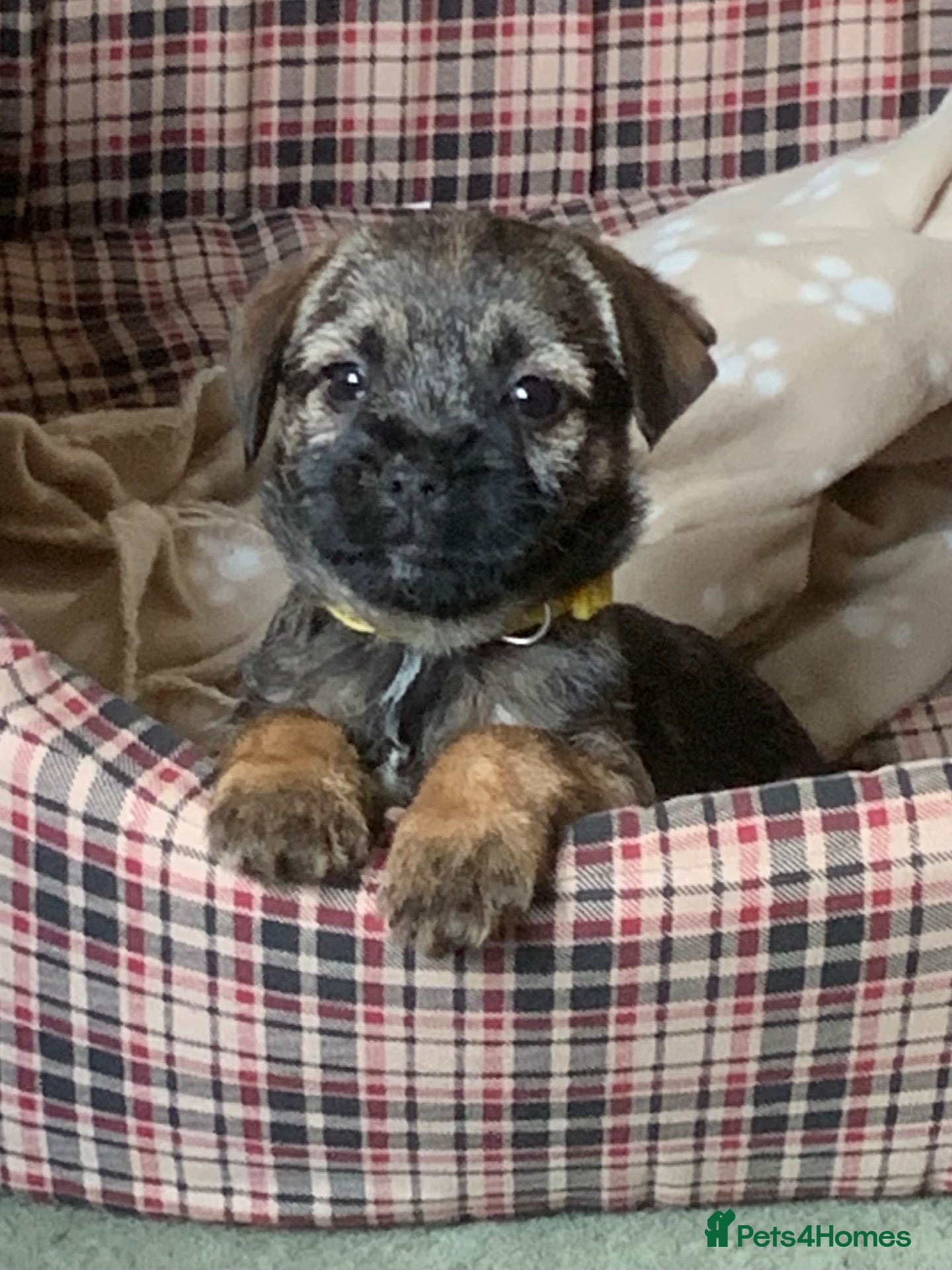 Border Terrier dogs for sale: KC Healthy Border companions  - Advert 2
