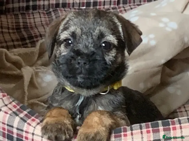 Border Terrier dogs for sale: KC Healthy Border companions - Advert 2