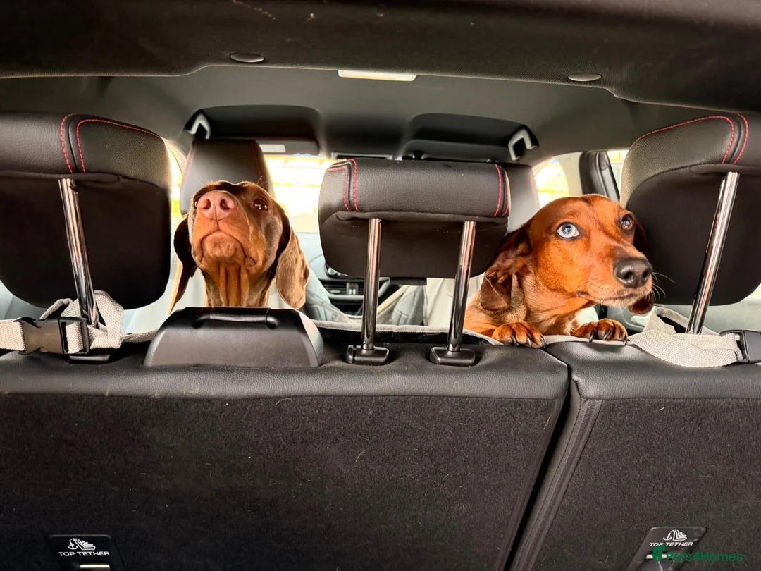 Miniature Dachshund dogs for sale: Miniature dachshunds.  in Clitheroe - Advert 1
