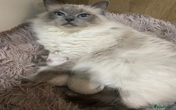 Ragdoll cats for sale: Adorable blue eyed babies - Advert 2
