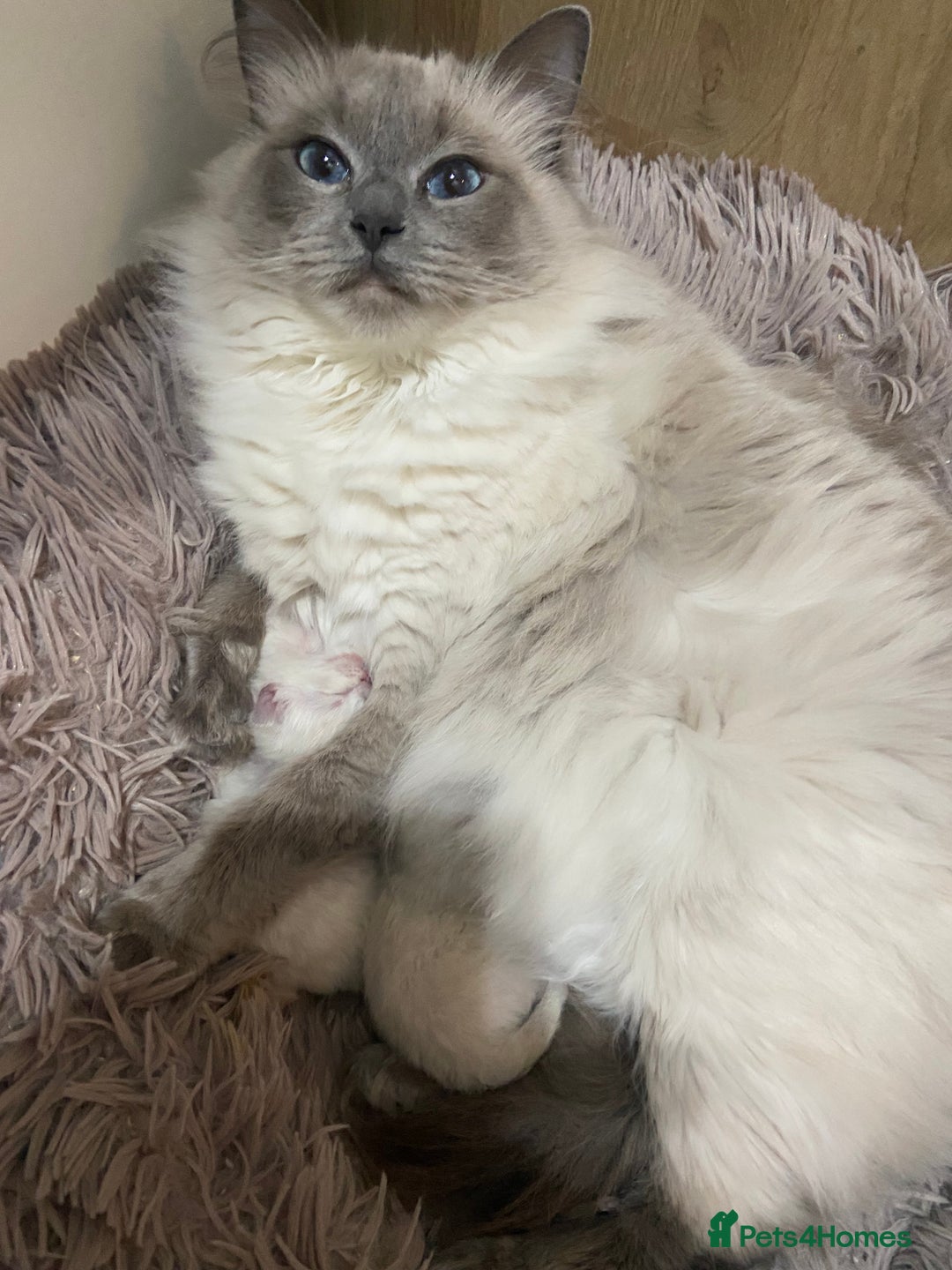 Ragdoll cats for sale: Adorable blue eyed babies - Advert 2