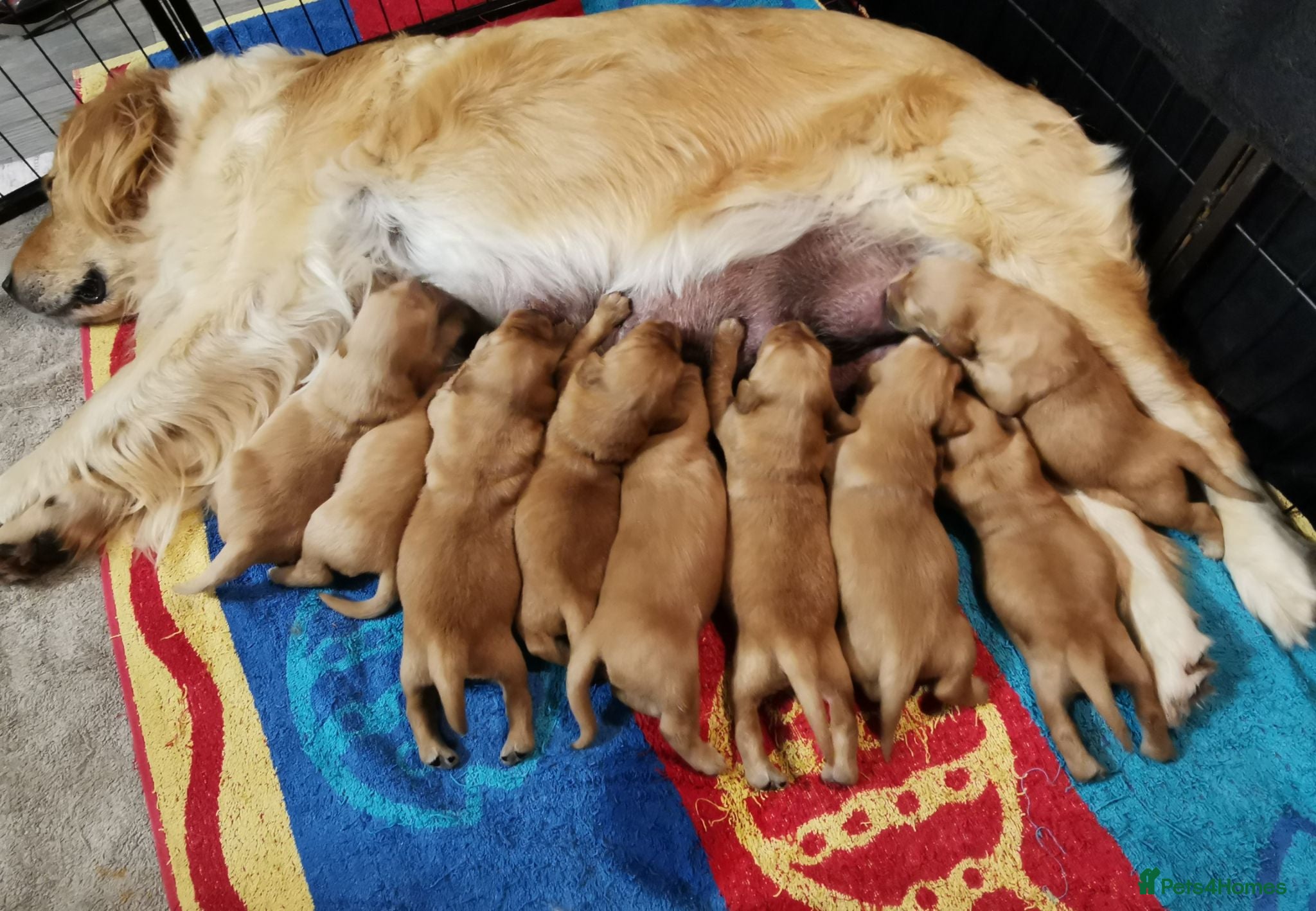 Golden Retriever dogs Lovely Golden Retriever Puppy's  - Advert 1