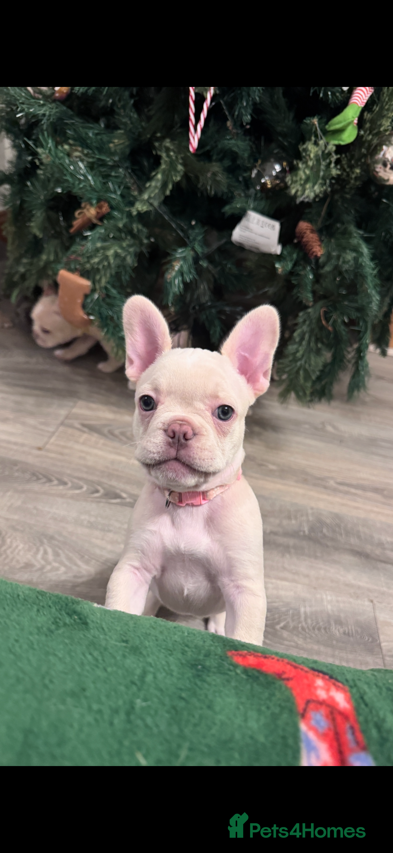 French Bulldog dogs 1 Girl Left, KC registered French Bulldog  - Advert 1
