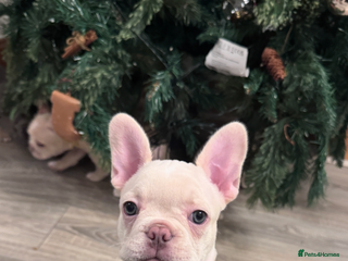French Bulldog dogs 1 Girl Left, KC registered French Bulldog - Advert 5