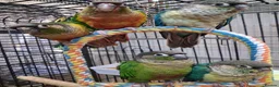 Parrots birds for sale: PARROTS/AMAZONS/PARAKEETS  - Advert 1