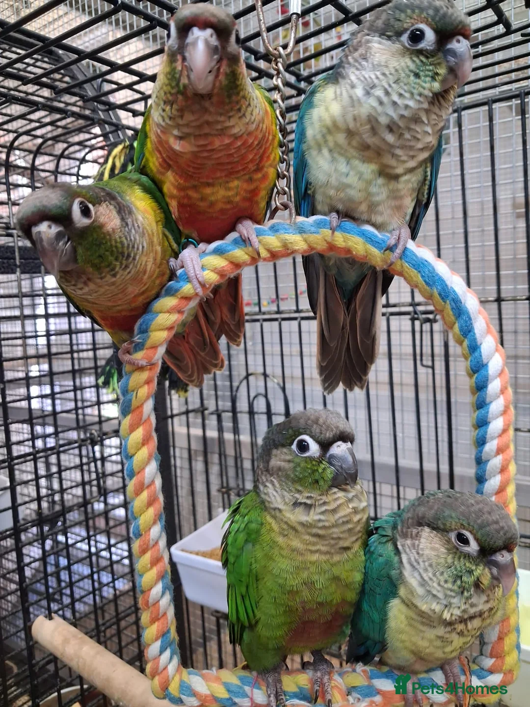 Parrots birds for sale: PARROTS/AMAZONS/PARAKEETS  - Advert 1