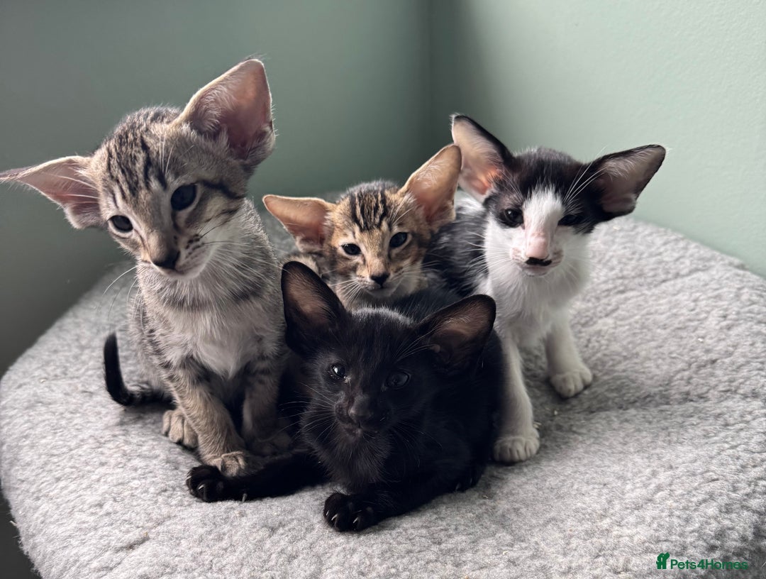 Oriental cats for sale: Pedigree Oriental Kittens  - Image 7