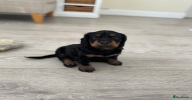 Cocker Spaniel dogs - Advert 1