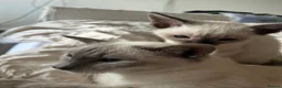 Siamese cats for sale: 1x Beautiful Seal Point Female Siamese Kitten - Advert 3