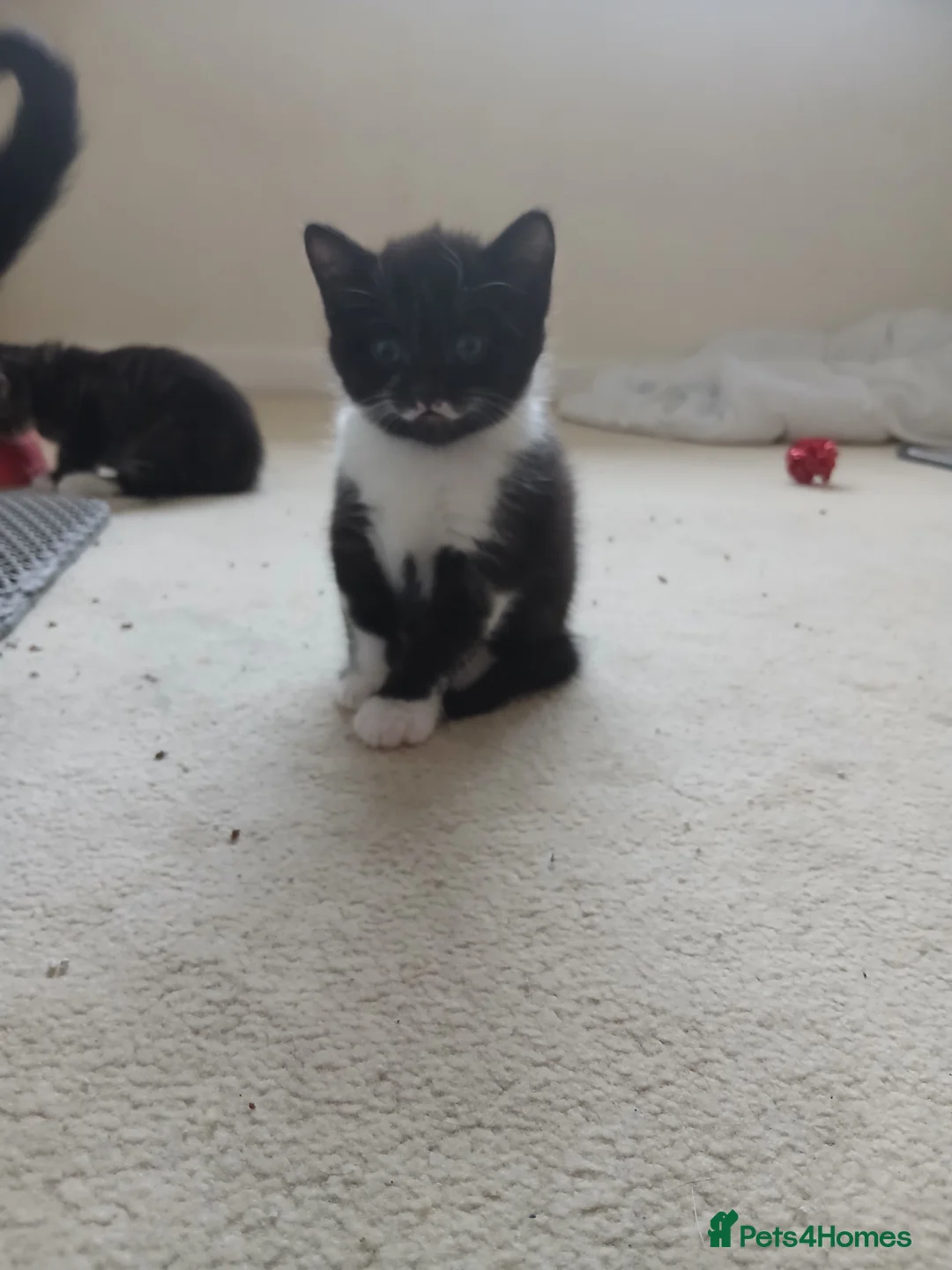 Mixed Breed cats for sale: Kittens for sale. - Advert 2