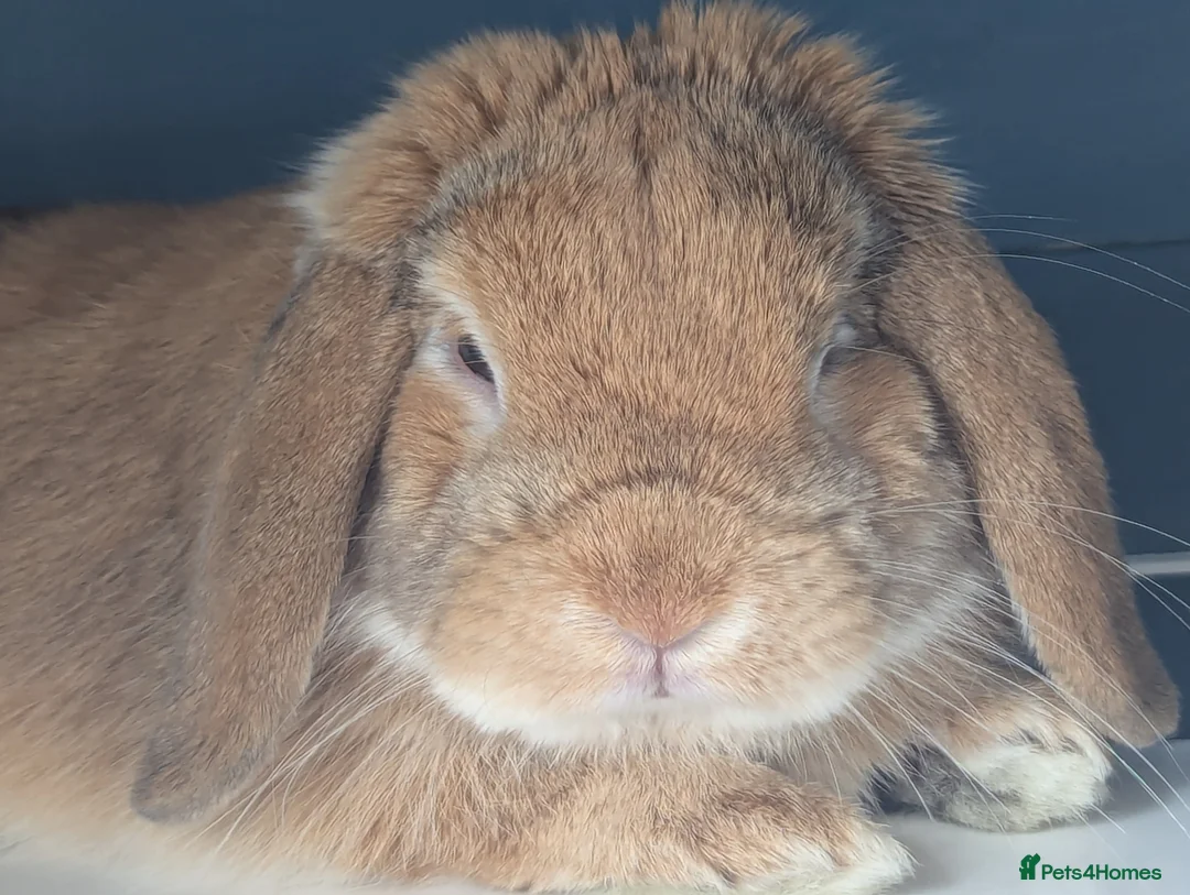 Mini Lop rabbits for sale: 6 beautiful mini lops available 16/3 in Ashford - Advert 19