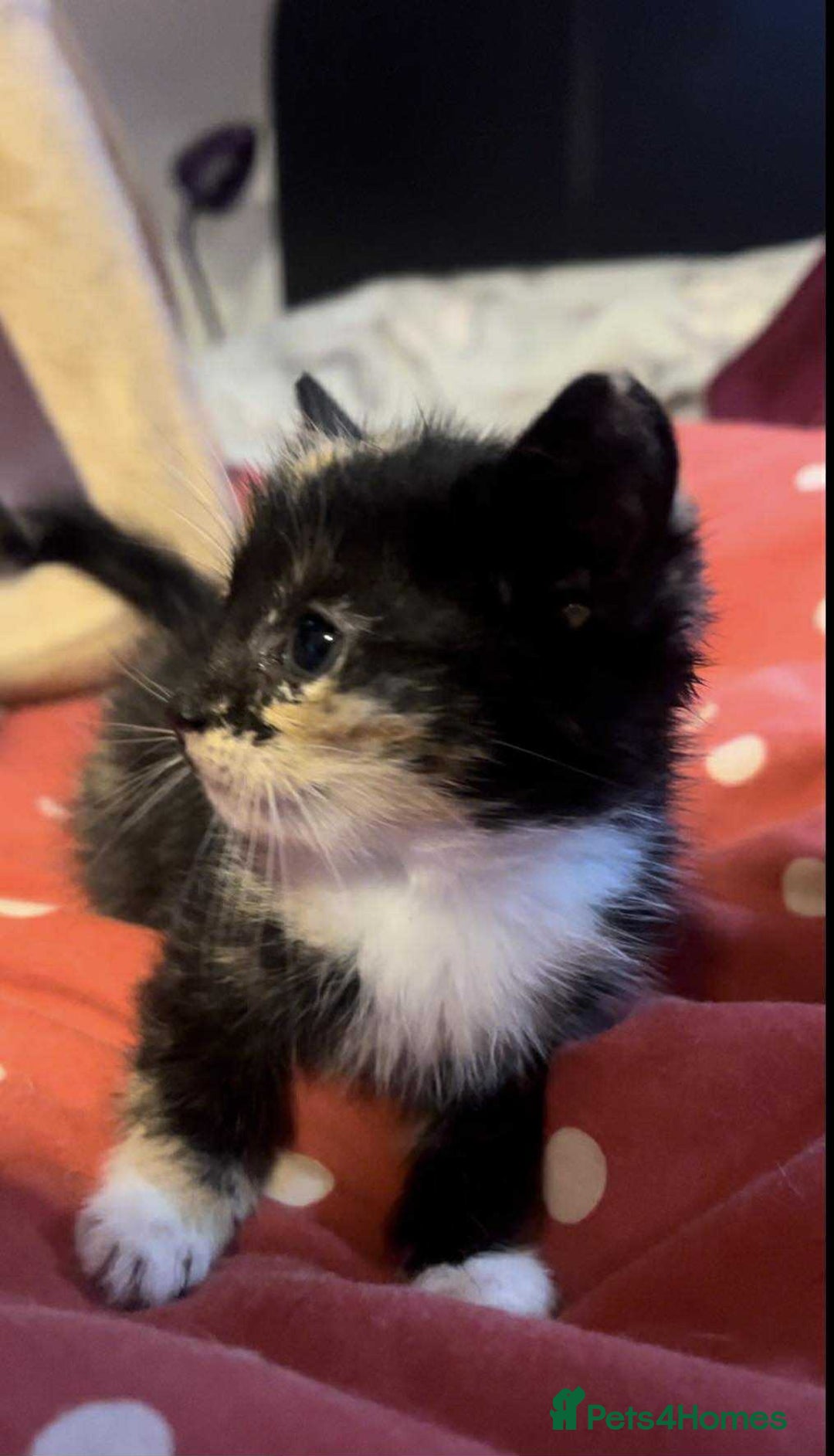 Mixed Breed cats for sale: Cute kittens used to dogs - Advert 5