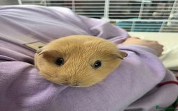 Guinea Pig rodents for sale: 2x Female Guinea pigs - Image 2