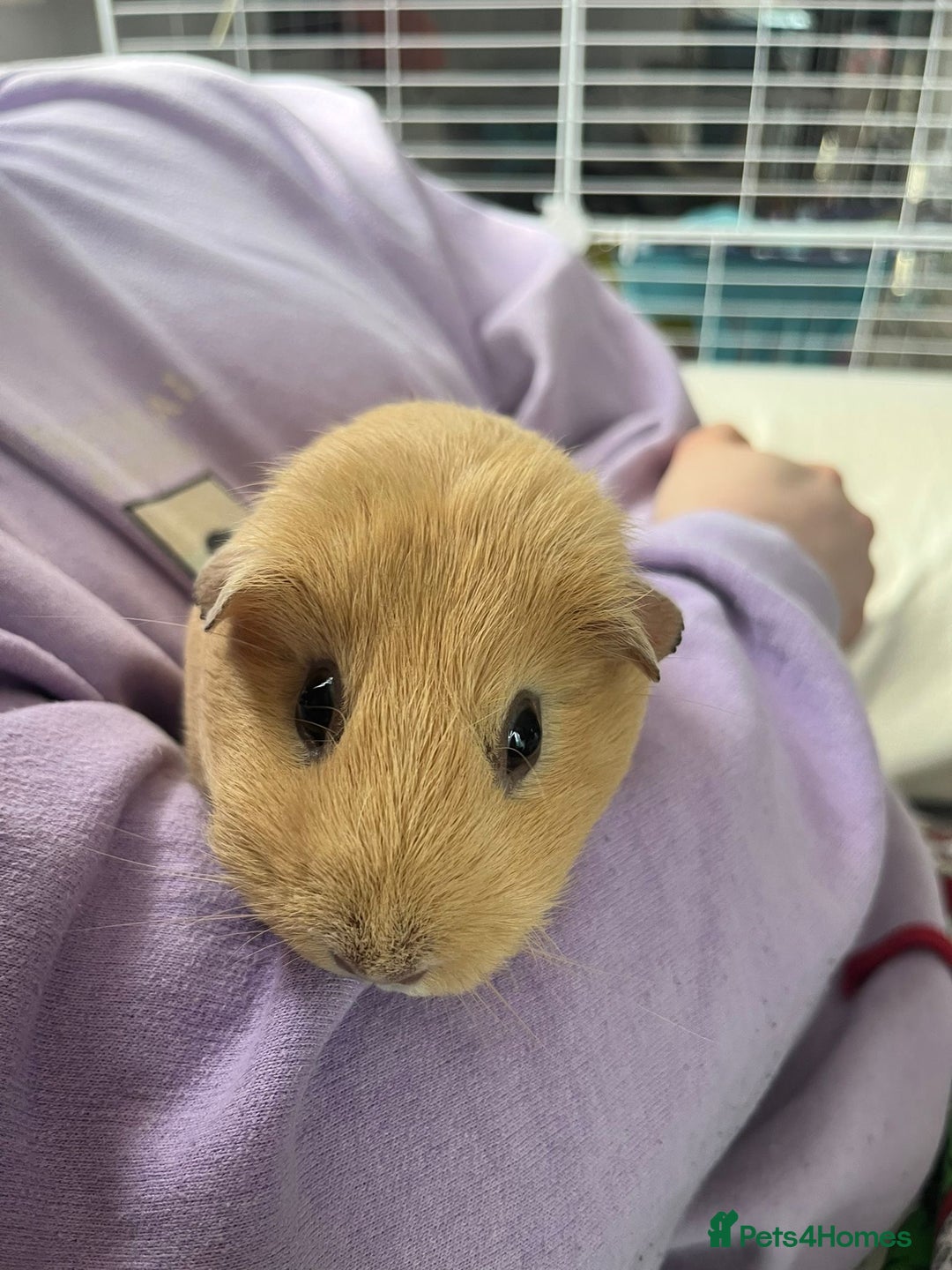 Guinea Pig rodents for sale: 2x Female Guinea pigs - Image 2