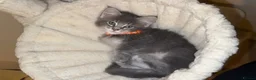 Maine Coon cats for sale: Pure Maincoon Kittens  - Advert 8
