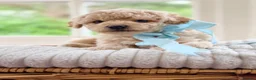 Mixed Breed dogs for sale: Stunning Shichon-poo teddies - Advert 35