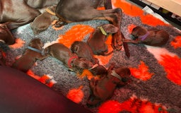Dobermann dogs for sale: Beautiful litter of Doberman puppies  - Image 25
