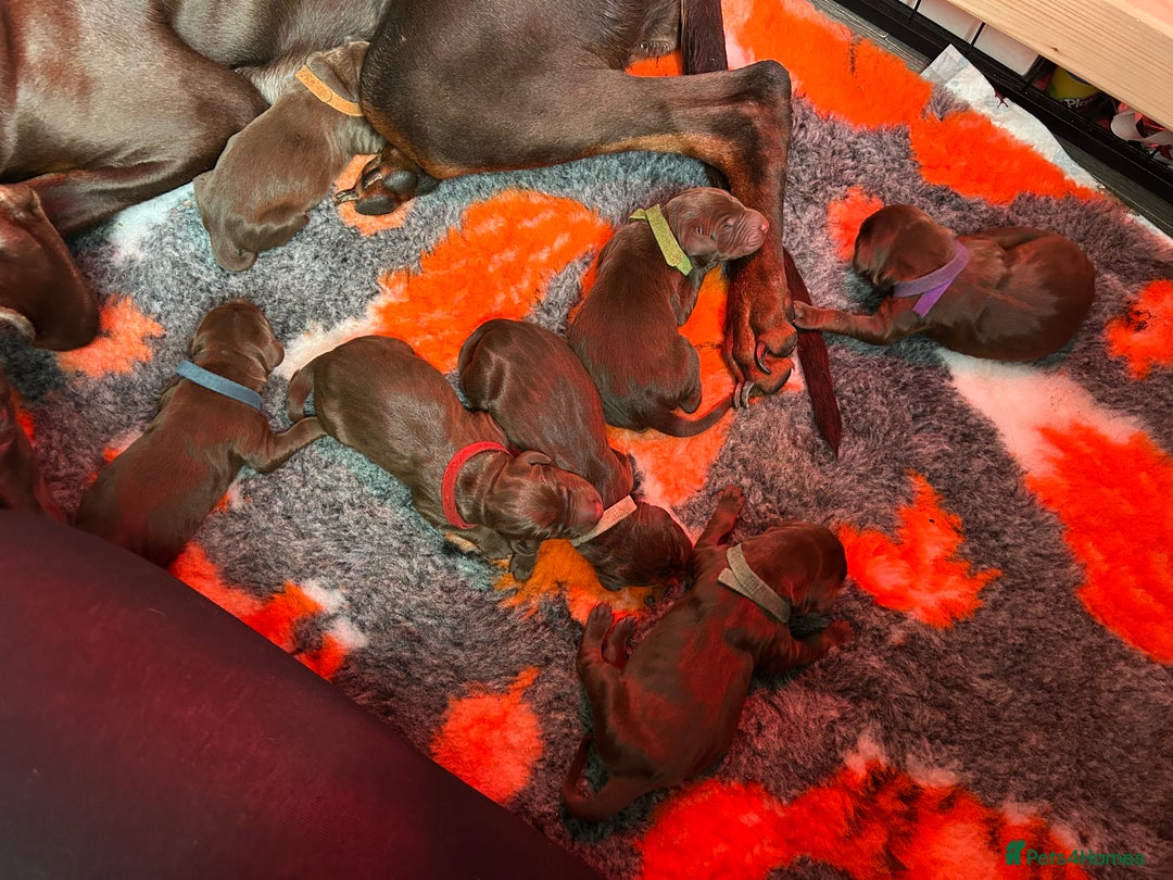 Dobermann dogs for sale: Beautiful litter of Doberman puppies  - Image 25