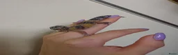 Leopard Gecko reptiles for sale: Baby leopard geckos - Advert 22