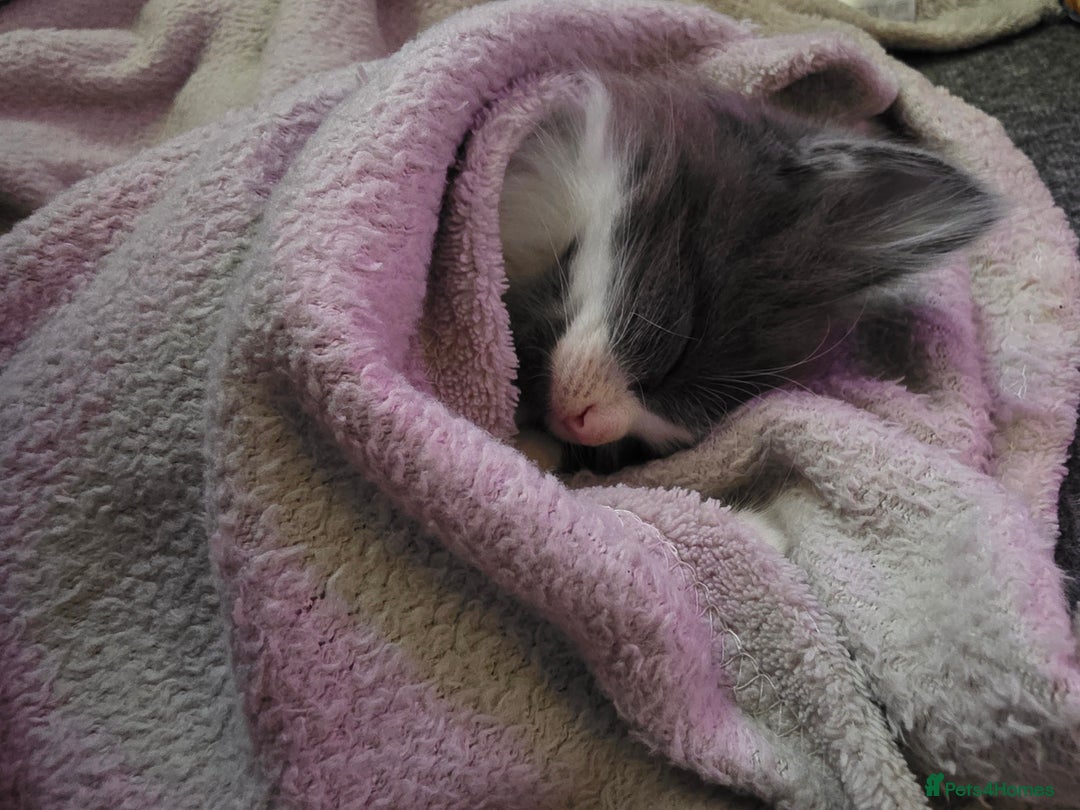 Turkish Angora cats for sale: 3 turkish angora x  - Image 4