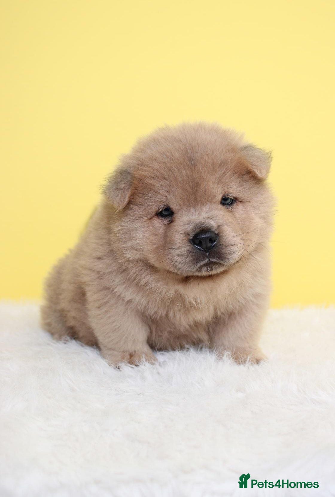 Chow Chow dogs 1300 Stunning chow chow pups  - Advert 7
