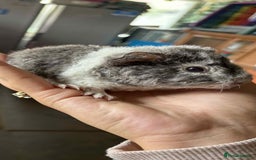 Guinea Pig rodents for sale: Mix of guinea pigs for sale  in Blackpool - Image 7