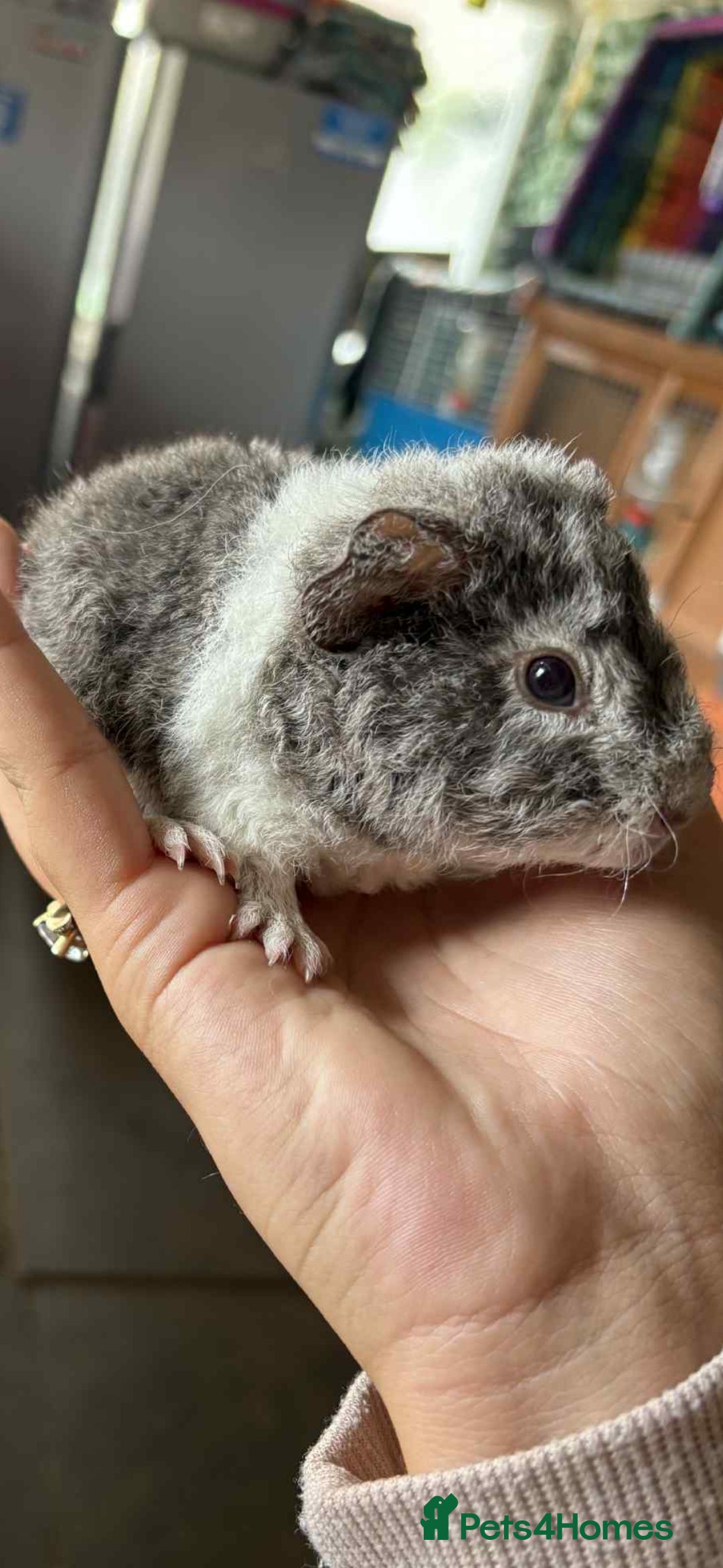 Guinea Pig rodents for sale: Mix of guinea pigs for sale  in Blackpool - Image 7